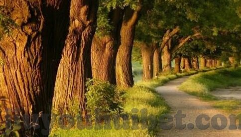 足球单场开奖比分-足球单场开奖比分，一场数据与激情的碰撞盛宴
